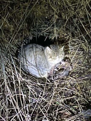 Eine Katze wurde in Mecklenburg-Vorpommern Opfer einer Tellereisenfalle. Ihr Zustand ist weiterhin kritisch.