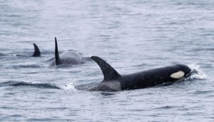 Orcas leben weltweit - wie hier bei Japan. Aber nur Tiere in der iberischen Region zeigen das mysteriöse Verhalten. (Archivbild)