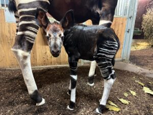 Das kleine Okapi-Weibchen wurde auf den Namen Fioti getauft.