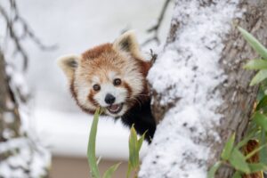 Ausgebüxt und wieder eingefangen: Panda-Zwillinge nutzten den Schnee in der Schweiz für ein Abenteuer.