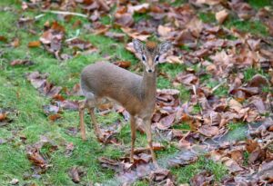 Der Zoo hofft, dass das neue Dikdik-Pärchen bald für Nachwuchs sorgt.