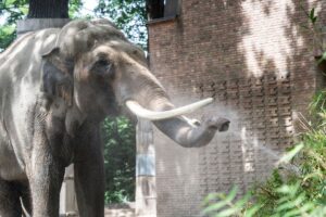 Drei Meter Schulterhöhe, knapp fünf Tonnen Gewicht: Victor war das mit Abstand schwerste Tier im Zoo. (Archivbild)