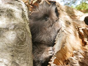 Auch bei den Baumstachlern gab es im Zoo Hoyerswerda 2024 Nachwuchs. (Archivbild)