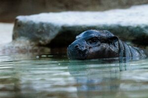 Mini-Hippo Toni kann ab Freitag wieder besucht werden. (Archivbild)