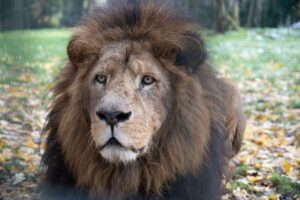 Der Löwe Mufasa des Stralsunder Zoos ist im Alter von 16 Jahren gestorben.