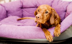 Nicht nur in der Eingewöhnungszeit: Hunde brauchen einen Rückzugsort, an dem sie ungestört sind.