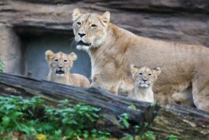 Der junge Löwe Amaru hat den Leipziger Zoo verlassen, um ein neues Rudel zu gründen. (Archivbild)