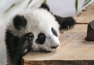 Ein Panda-Junges, Publikumsliebling im Berliner Zoo. (Archivbild)