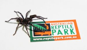 Im Australian Reptile Park werden die Männchen zur Herstellung eines Gegengifts gemolken.