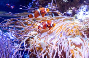 Wie viele, wie schwer, wie groß, wie breit? Im Tropenaquarium des Tierparks Hagenbeck wurden die Bewohner genau unter die Lupe genommen.