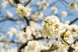 Welche Blütenfarben bestäubende Insekten besonders anziehen, haben drei Erfurter Schülerinnen untersucht. (Archivbild)