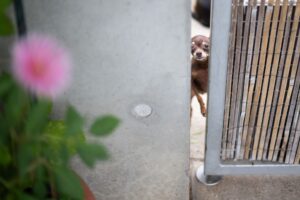 Das Tierheim Berlin peppelt ausgesetzte Tiere wieder auf und vermittelt sie weiter (Archivbild).