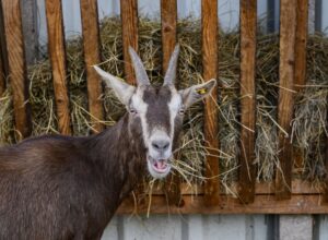 Betroffene Tiere zeigen häufig hohes Fieber und Bläschenbildung im Maul- und Klauenbereich. (Symbolbild)