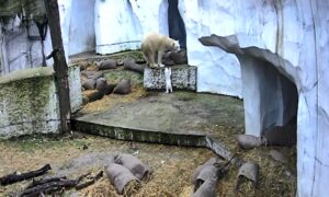 Das Eisbärbaby macht die ersten Erkundungen in der Außenanlage.