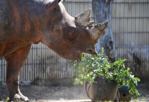 Der Zoo Frankfurt zieht eine positive Jahresbilanz für 2024. (Archivfoto)