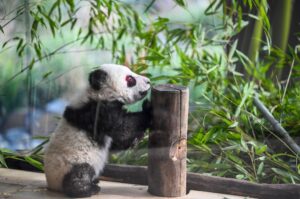 Im Gehege erproben die jungen Pandas ihre neuen Kletterkünste. (Archivbild)