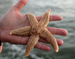 Seesterne werden bei Stürmen häufig an Strände gespült.