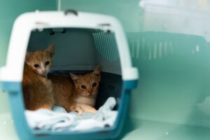 Immer wieder besorgten sich Menschen Tiere zur falschen Zeit, auch über Internet-Plattformen, sagt der niedersächsische Tierschutzverband. (Symbolbild)