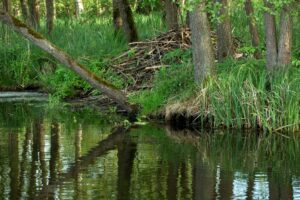 Im Peenetal ist ein 7.000 Hektar großes Naturschutzgebiet geplant. (Archivbild)