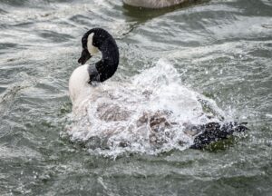 Die Geflügelpest, auch Vogelgrippe genannt, ist bei einer Kanadagans im Frankfurter Stadtteil Escherheim nachgewiesen worden. (Symbolfoto)