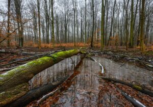 Jugendliche setzen sich für alte Apfelsorten, Biosphärenreservate und vieles mehr ein. (Achivbild)