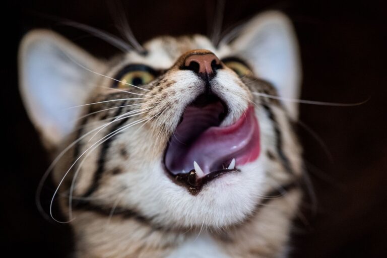 Hausmittel wie selbst gekochte Hühnerbrühe oder Katzenjoghurt sind in der Regel keine geeignete Lösung, wenn die Katze Magen-Darm-Probleme hat. Foto: Franziska Gabbert/dpa-tmn