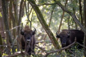 Nach Tage langer Sperrung wegen der Maul- und Klauenseuche ist die Naturlandschaft Döberitzer Heide wieder für Besucher offen. (Archivfoto)