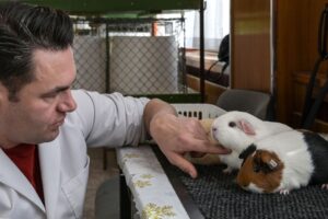 Für den Zuchterfolg sind die Bewertungen von Kopf, Ohren, Augen und dem Fell durch Experten wichtig. Bei der Landesausstellung für Meerschweinchen in Teutschenthal erfolgt das durch zwei Preisrichter aus den Niederlanden. Zur Präsentation sind 20 Züchter aus ganz Deutschland in den Saalekreis gereist.