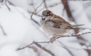 Bei der Vogelzählung «Stunde der Wintervögel» 2025 wurden Haussperling, Kohlmeise und Blaumeise als häufigste Wintervogel in Nordrhein-Westfalen genannt. (Archivbild)