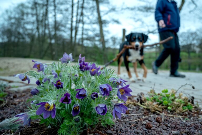 Vorsicht beim Gassigehen: Manche Frühblüher sind für Hunde giftig. Foto: Harald Tittel/dpa/dpa-tmn