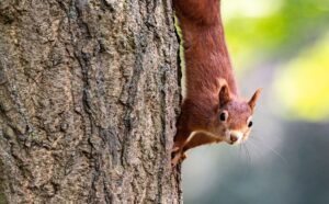 Eichhörnchen sind im Frühjahr auf Futter- und Partnersuche. In dieser Zeit bittet der Nabu um besondere Rücksichtnahme. (Archivbild)