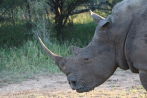 Ein Nashorn im Hlane Royal National Park in Eswatini. (Symbolbild)