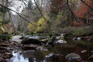 Der Nationalpark Schwarzwald soll bald eine Erweiterung bekommen, das neue Gebiet gehört bislang der Waldgenossenschaft Murgschifferschaft.  (Archivbild)