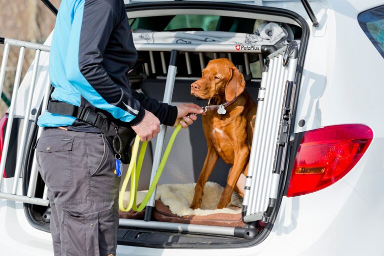 Zur Sicherheit: Vor dem Aussteigen sollte man den Hund anleinen, damit er nicht einfach auf eine befahrene Straße stürmt. Foto: Monique Wüstenhagen/dpa-tmn