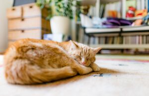 Alt, aber noch längst nicht fertig: Ab dem Alter von zwölf Jahren gelten Katzen in der Regel als Senioren.