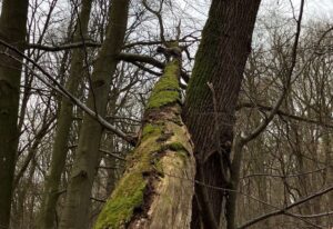 Man erkennt ihn kaum - aber in acht Metern Höhe sitzt ein Mischling auf dem Baum fest und wartet auf Hilfe der Feuerwehr.