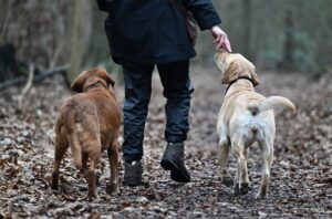 Zwei Hunde aus einem Wurf gleichzeitig großziehen? Das kann selbst für erfahrene Hundehalter zur Herausforderung werden.