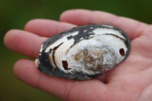 Bachmuscheln sind vom Aussterben bedroht. (Archivbild)