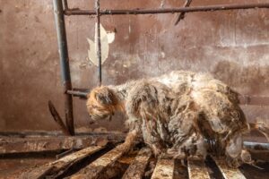 Verwahrlost und krank - in diesem schlimmen Zustand haben Tierschützer und Behördenvertreter Hunde in einem leerstehenden Haus vorgefunden.