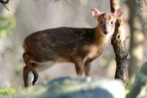 Sieht aus wie ein Mini-Hirsch, ist aber ein Muntjak - und gehört eigentlich nicht nach Kirchheim. (Archivbild)