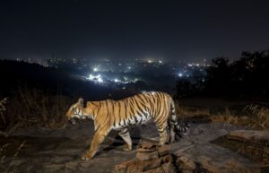 Ein Tiger bewegt sich außerhalb der indischen Stadt Bhopal.