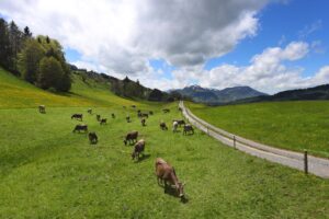 Bio-Betriebe brauchen laut EU künftig zwingend eine Weide. (Archivbild)