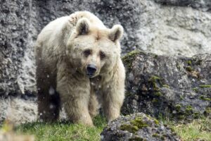 Im Tierpark Gotha ist die Syrische Braunbärin Sarah gestorben. (Symbolbild)