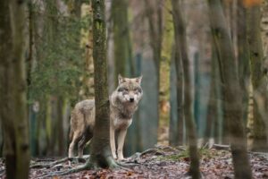 In Sachsen-Anhalt leben derzeit 32 Wolfsrudel und fünf Wolfspaare, hauptsächlich in der Altmark und im Osten des Landes. (Archivbild)