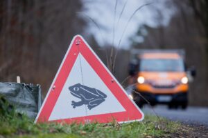 Zum Laichen wandern die Tiere meistens zu dem Gewässer, in dem sie selbst geboren sind (Archivbild).