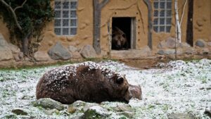 Die Braunbären ernähren sich zu 85 Prozent pflanzlich.