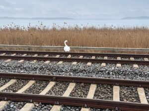 Der Schwan schien sich laut Bundespolizei ausruhen zu wollen und war nicht verletzt.