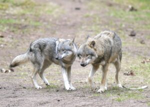 Der Konflikt um den Wolf schwelt in Brandenburg seit langem. (Archivbild)