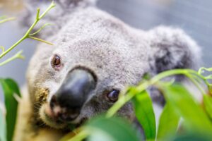 Happy Birthday Irwin: Europas ältestes Koala-Männchen in Zoo-Haltung wird 17.