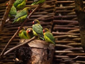 19 der sogenannten Liebesvögel sind im Zoo eingezogen.